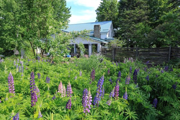 Glen Elbe Learning & Experience Centre, Lupin Garden