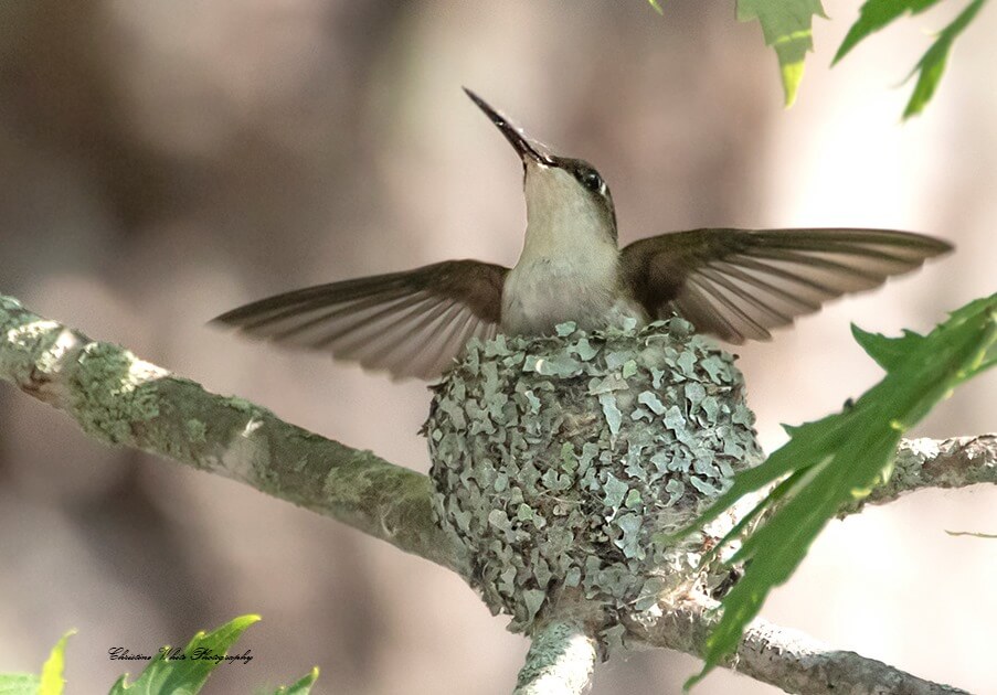 Female Ruby-throated hummingbird (Archilochus colubris) guarding her eggs in a nest camouflaged with Parmelia lichen